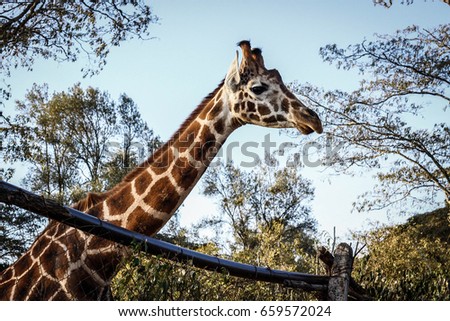 Giraffes in a reservation near Nairobi, Kenya