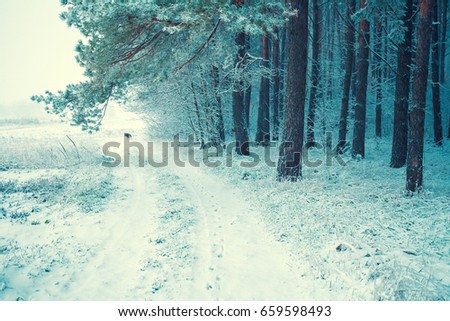 Pine snowy forest in winter in blizzard. Blue toned