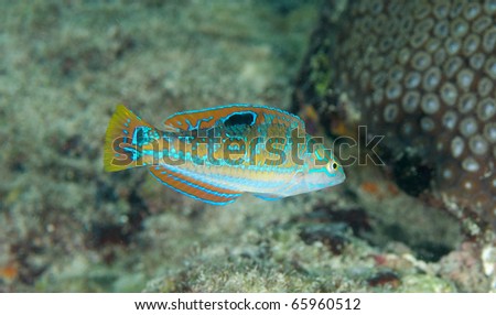 Juvenile Puddingwife-Halichoeres radiatus, picture taken on a reef in Broward County, Florida.