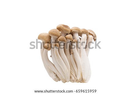 Brown Beech Mushrooms Isolated on White Background