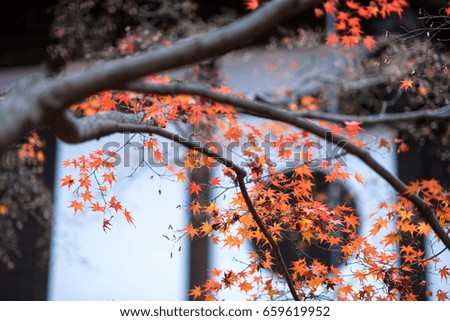 branches of soft red and orange maple leaves with Japanese building style in the background