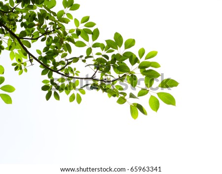 green leaf isolated on white background Royalty-Free Stock Photo #65963341