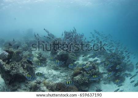 School of reef fish in shallow water