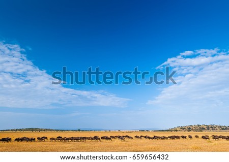 Wildebeests migrate across grassland in Grumeti reserves, Serengeti national park. Great Migration scene in golden grass field of Tazania with blue sky Royalty-Free Stock Photo #659656432