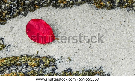 red leaf on white sand