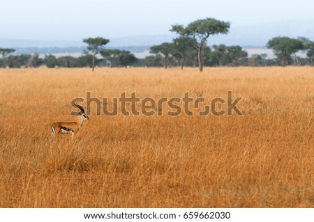 Lonely Gazelle in dry grass field of Serengeti National Park Grumeti reserve in Tanzania during great migration season Royalty-Free Stock Photo #659662030
