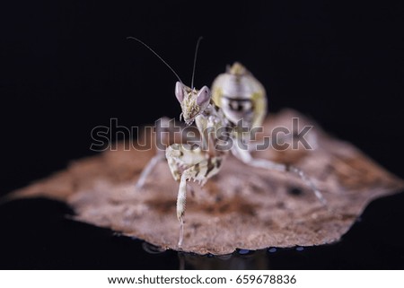 Mantis Creobroter gemmatus fertilized female