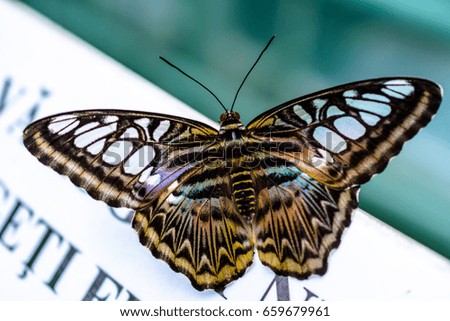 Closeup of the clipper butterfly resting on a white paper with printed letters and open wings.