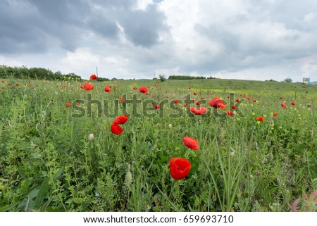 Red poppy fields