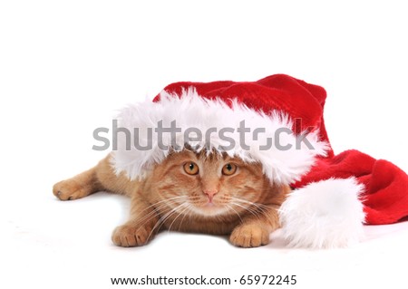 Nice orange kitten in santa hat