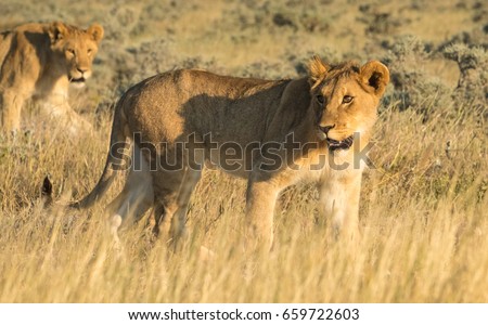 The members of a pride of lionesses, gather and move early in the evening for the nightly hunt near the Nebrownii waterhole, Okaukeujo, Etosha National Park, Namibia