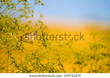 Cute bird. Green branches and yellow background.
Eurasian Penduline Tit