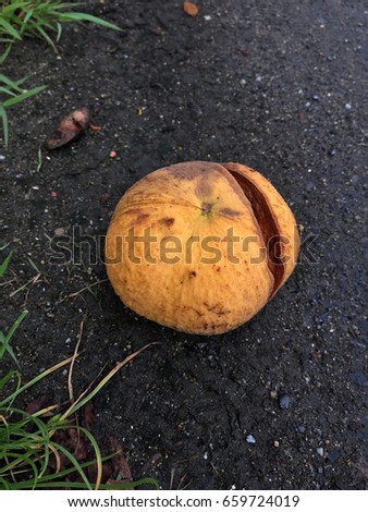 Santol falling on the floor from the tree and broken. The fruits are often the size, shape and slightly fuzzy texture of peaches, with a reddish tinge. 