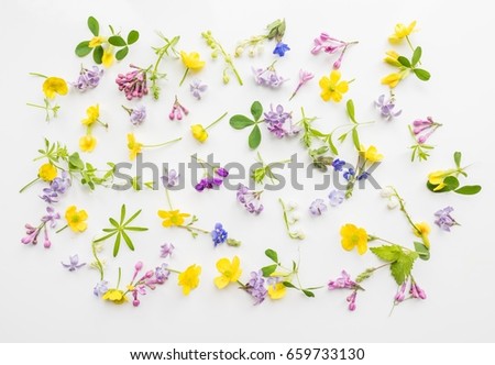 Small scale flowers and leaves on a white background. Cute romantic background in rustic style. Floral backdrop for banners, cards, covers, invitations, advertising. The theme of spring, summer 