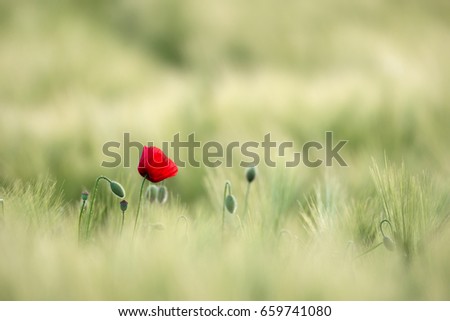 Sunlit Red Wild Poppy,Are Shot With Shallow Depth Of Sharpness, On A Background Of A Wheat Field. Landscape With Poppy. Rural Plot With Poppy And Wheat. Lonely Red Poppy Close-Up Among Wheat. Czech 