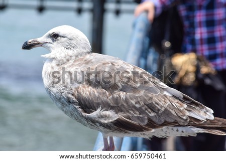 Female Seagull close up on railing on Santa Monica Pier, California