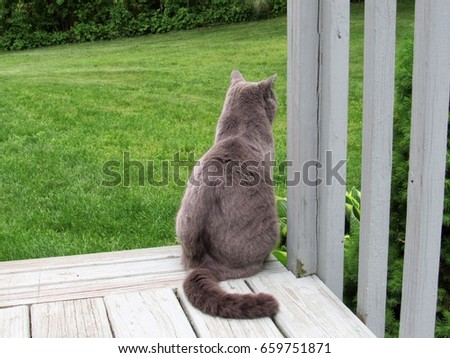 Gray cat sitting on end of porch watching something in the distance. 