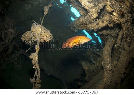 Solitary grouper inside a wreck
