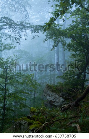 Misty foggy Trees in the Forest.