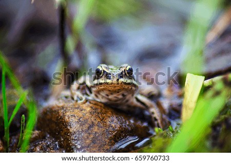 Frog on the river bank