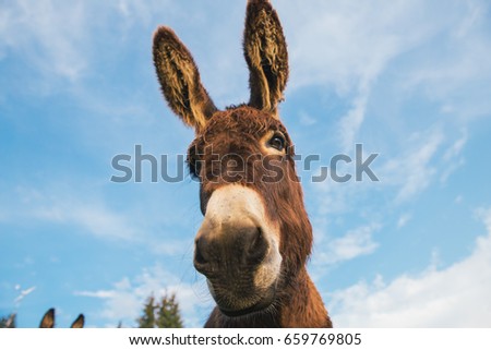Picture of a funny donkey at sunset in Transylvania.