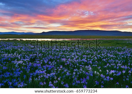 Meadow with blooming Iris flowers, Khakassia republic. Royalty-Free Stock Photo #659773234