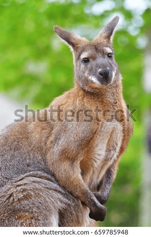 Young red kangaroo  With muscles