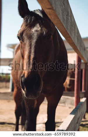 Picture of horse standing outdoors. Looking aside.