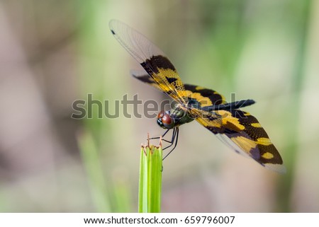 Image of a dragonfly (Rhyothemis variegata) on nature background. Insect Animal