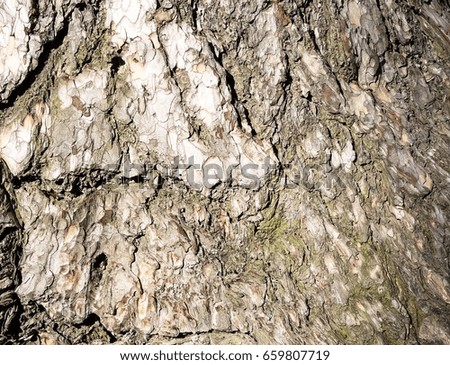 Bark . Background of a tree  bark.