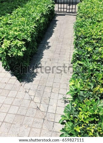 Nested pavers of rock stone texture, around the weed leaves in green, chic garden