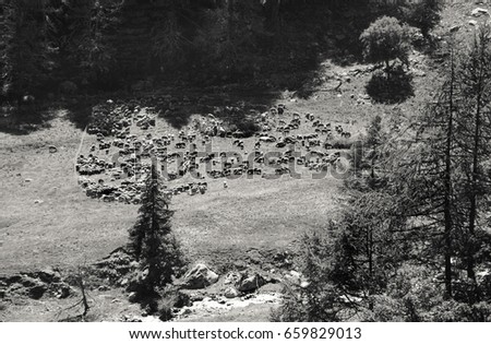 Ships at alpine pasture. Savoie, France. Vanoise National Park at French Alps. Aerial view from above. Black and white.