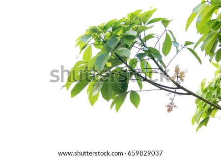 Isolate rubber branched and green  leaves on white background