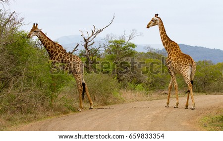 Two giraffes crossing a road in the Hluhluwe/Imfolozi Game Reserve in KwaZulu-Natal, South Africa.