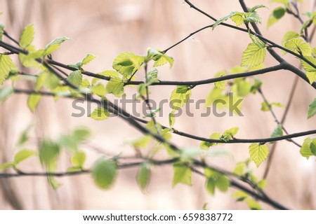 Horizontal image of lush early spring foliage - vibrant green spring fresh leaves of birch tree in spring in protected forest - vintage effect