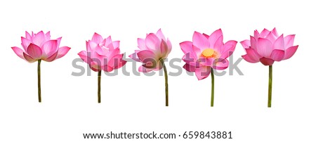 lotus flower Royalty-Free Stock Photo #659843881