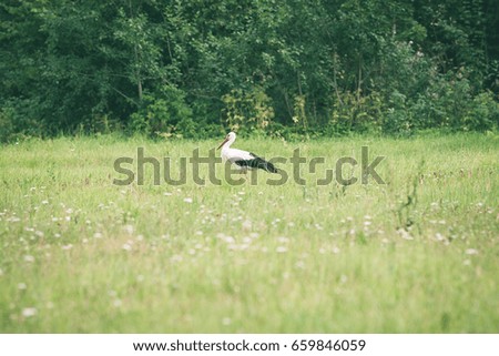 wild stork in the meadow at countryside in spring - vintage green look