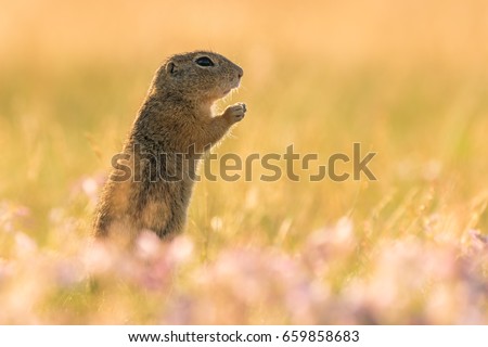 Small and lovely ground squirrel on a meadow among flowers during warm spring sunset. Peaceful, relaxing, amazing. 