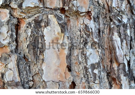 The bark of a large tree. Luxurious clothes of a plant. Specificity of drawing