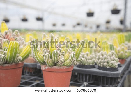 Colorful cactus in flowerpot with cactus garden background