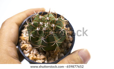 Cactus in hand with white background