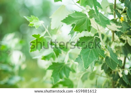 Silver poplar leaves background.