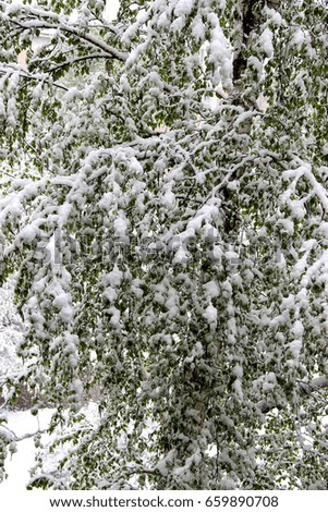 The end of spring, May. Return of winter, snowfall. Green large leaves of birches covered with a thick layer of snow. Blurred on the wind