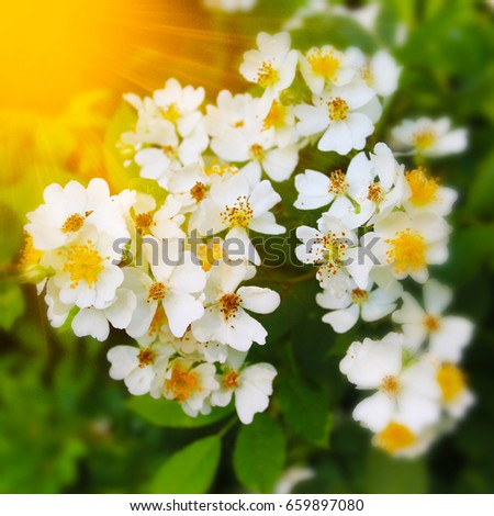 Beautiful summer flowers with green background and sunburst