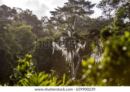 Forest Landscape photographed  in Sooretama/Linhares, Espúi­rito Santo - Southeast of Brazil. Atlantic Forest Biome.