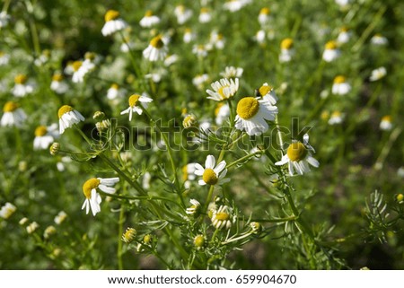 chamomile plants in the garden, selective focus, sunny tea flower field