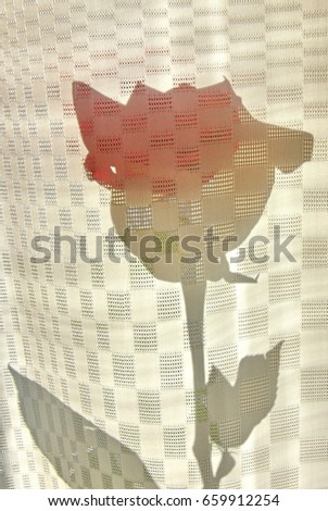 Silhouette of a red rose