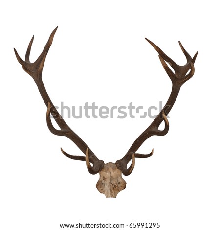 Horns of an animal. Horns of largly horned stock, it is isolated on a white background Royalty-Free Stock Photo #65991295