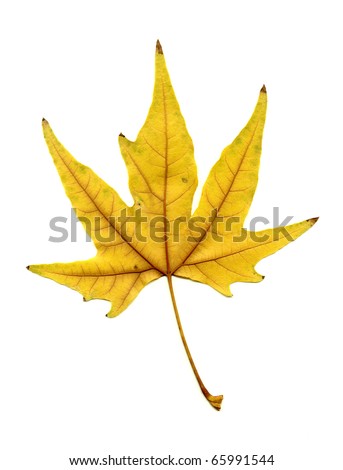 beautiful autumn leaf isolated on white