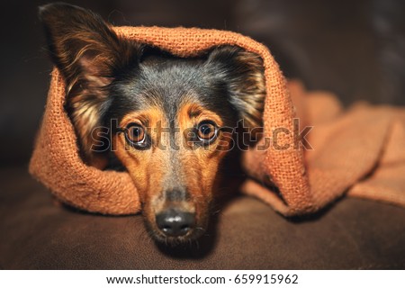 Small black and brown dog hiding under orange blanket on couch looking scared worried alert frightened afraid wide-eyed uncertain anxious uneasy distressed nervous tense with one ear peeking out Royalty-Free Stock Photo #659915962